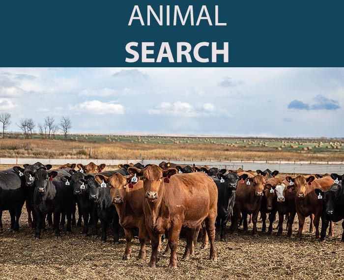 Simmental Animal Search